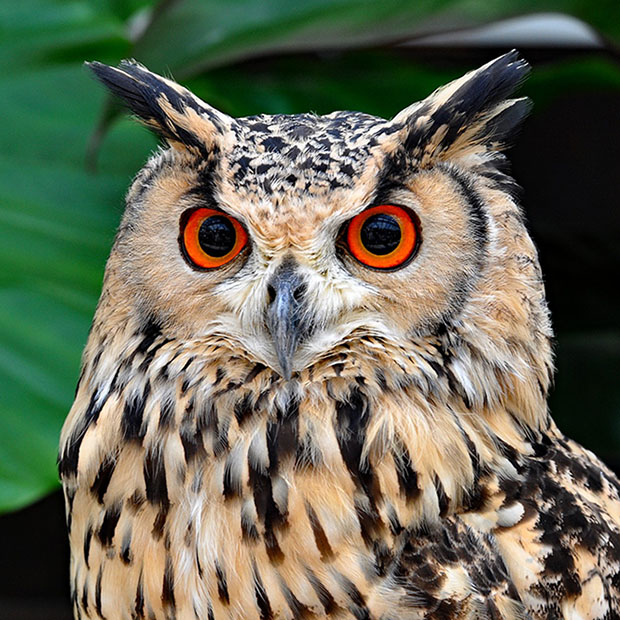 Animal Kingdom Eyesight Olympics Rockford IL Advanced